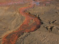 NL, Noord-Brabant, Oss, Keent 32, Saxifraga-Hans Boll