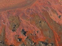 NL, Noord-Brabant, Oss, Keent 86, Saxifraga-Hans Boll