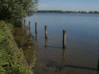 NL, Noord-Brabant, Oss, Osse Ham 7, Saxifraga-Jan van der Straaten