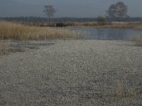 NL, Noord-Brabant, Someren, Beuven 15, Littorella uniflora, Saxifraga-Jan van der Straaten