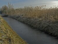 NL, Noord-Brabant, Someren, Beuven-Zuid 6, Saxifraga-Jan van der Straaten