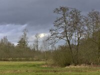 NL, Noord-Brabant, Valkenswaard, De Elshouters 11, Saxifraga-Tom Heijnen