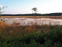 NL, Noord-Brabant, Valkenswaard, De Malpie 18, Saxifraga-Tom Heijnen