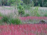 NL, Noord-Brabant, Valkenswaard, Greveschutven in Landgoed Valkenhorst 12, Saxifraga-Tom Heijnen