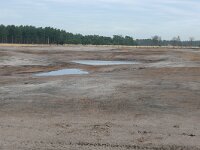 NL, Noord-Brabant, Valkenswaard, Plateaux-Hageven 1, Saxifraga-Tom Heijnen