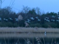 NL, Noord-Brabant, Valkenswaard, Visvijvers in Landgoed Valkenhorst 38, Saxifraga-Tom Heijnen