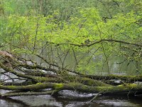 NL, Noord-Brabant, Valkenswaard, Visvijvers in Landgoed Valkenhorst 45, Saxifraga-Tom Heijnen