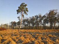 NL, Noord-Brabant, Valkenswaard, near Greveschutven in Landgoed Valkenhorst 6, Saxifraga-Tom Heijnen