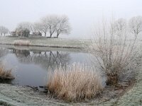 NL, Noord-Brabant, Waalwijk, near Waalwijk 5, Saxifraga-Tom Heijnen