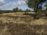 NL, Noord-Brabant, Woensdrecht, de Zoom, Kriekelareduinen 8, Saxifraga-Jan van der Straaten