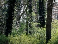 NL, Noord-Holland, Alkmaar, De Hout 2, Saxifraga-Foto Fitis-Sytske Dijksen