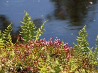 NL, Noord-Holland, Amstelveen, Heempark Thijssepark 2, Saxifraga-Foto Fitis-Sytske Dijksen