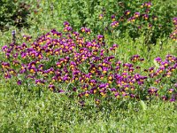 NL, Noord-Holland, Amstelveen, Heempark Thijssepark 4, Saxifraga-Foto Fitis-Sytske Dijksen