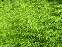 NL, Noord-Holland, Amstelveen, Heempark de Braak 6, Saxifraga-Foto Fitis-Sytske Dijksen