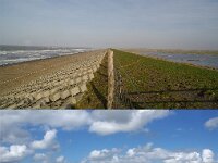 NL, Noord-Holland, Bergen, Hondsbossche Zeewering 1, Saxifraga-Foto Fitis-Sytske Dijksen
