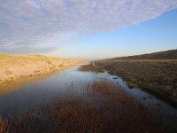 NL, Noord-Holland, Bergen, Schagen, Hondsbossche Zeeduinen 1, Saxifraga-Foto Fitis-Sytske Dijksen
