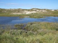 NL, Noord-Holland, Bergen, Wimmenummerduinen 2, Saxifraga-Foto Fitis-Sytske Dijksen