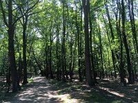 NL, Noord-Holland, Bloemendaal, Amsterdamse Waterleidingduinen 3, Saxifraga-Bart Vastenhouw
