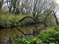 NL, Noord-Holland, Den Helder Timorpark 2, Saxifraga-Foto Fitis-Sytske Dijksen