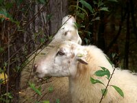 NL, Noord-Holland, Hilversum, Wasmeer 2, Saxifraga-Foto Fitis-Sytske Dijksen