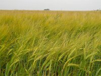 NL, Noord-Holland, Hollands Kroon, Wieringen 5, Saxifraga-Foto Fitis-Sytske Dijksen