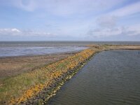 NL, Noord-Holland, Hollands Kroon, Wieringen wad 1, Saxifraga-Foto Fitis-Sytske Dijksen