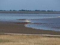 NL, Noord-Holland, Hollands Kroon, Wieringen, Normerven 1, Saxifraga-Foto Fitis-Sytske Dijksen