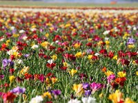 NL, Noord-Holland, Schagen, Callantsoog 1, Saxifraga-Foto Fitis-Sytske Dijksen