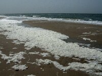 NL, Noord-Holland, Schagen, Zijpe, Hondsbossche Zeewering 2, Saxifraga-Jan van der Straaten