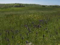 NL, Noord-Holland, Schagen, Zijpe, Zwanenwater 8, Saxifraga-Jan van der Straaten