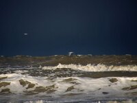 NL, Noord-Holland, Snow showers, Texel 119, Saxifraga-Foto Fitis-Sytske Dijksen