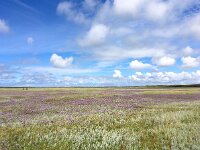 NL, Noord-Holland, Texel 17, Saxifraga-Bart Vastenhouw