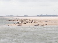 NL, Noord-Holland, Texel 44, Saxifraga-Bart Vastenhouw