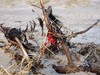 NL, Noord-Holland, Texel 61, Saxifraga-Foto Fitis-Sytske Dijksen