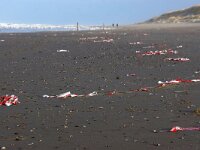 NL, Noord-Holland, Texel 64, Saxifraga-Foto Fitis-Sytske Dijksen