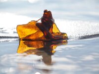 NL, Noord-Holland, Texel 66, Saxifraga-Foto Fitis-Sytske Dijksen