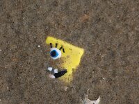 NL, Noord-Holland, Texel 75, Saxifraga-Foto Fitis-Sytske Dijksen