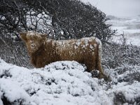 NL, Noord-Holland, Texel 84, Saxifraga-Foto Fitis-Sytske Dijksen