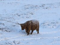 NL, Noord-Holland, Texel 86, Saxifraga-Foto Fitis-Sytske Dijksen