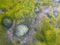 NL, Noord-Holland, Texel 89, Saxifraga-Foto Fitis-Sytske Dijksen