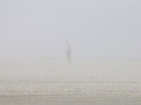 NL, Noord-Holland, Texel, Arctic sea smoke, De Slufter 145, Saxifraga-Foto Fitis-Sytske Dijksen