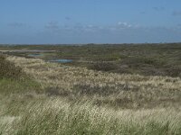 NL, Noord-Holland, Texel, Bertusnol 3, Saxifraga-Willem van Kruijsbergen