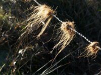 NL, Noord-Holland, Texel, Bollekamer 42, Saxifraga-Foto Fitis-Sytske Dijksen