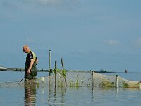 NL, Noord-Holland, Texel, De Bol 2, Saxifraga-Foto Fitis-Sytske Dijksen