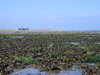 NL, Noord-Holland, Texel, De Cocksdorp 51, Saxifraga-Foto Fitis-Sytske Dijksen