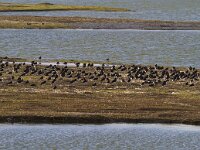 NL, Noord-Holland, Texel, De Cocksdorp 7, HVP, Saxifraga-Jan Nijendijk