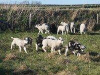 NL, Noord-Holland, Texel, De Hooge Berg 17, Saxifraga-Foto Fitis-Sytske Dijksen