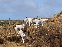 NL, Noord-Holland, Texel, De Hooge Berg 18, Saxifraga-Foto Fitis-Sytske Dijksen