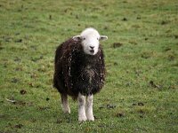 NL, Noord-Holland, Texel, De Hooge Berg 19, Saxifraga-Foto Fitis-Sytske Dijksen
