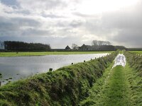 NL, Noord-Holland, Texel, De Hooge Berg 24, Saxifraga-Foto Fitis-Sytske Dijksen